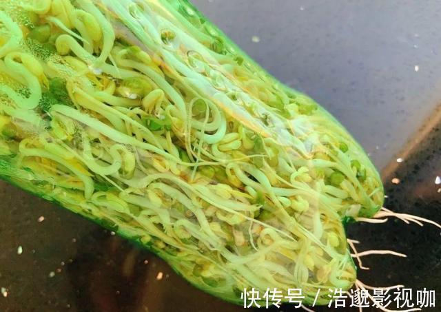 想吃豆芽1个“雪碧瓶”就能做,只要花个豆子钱,7天冒出一桶