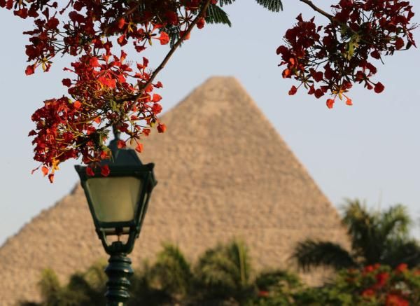 凤凰|埃及开罗：又到凤凰花开时