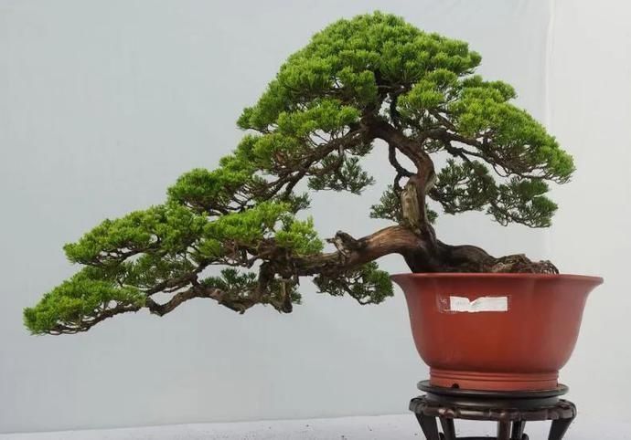 盆景制作技法夏天来到,盆景脱衣换锦,有6种好处