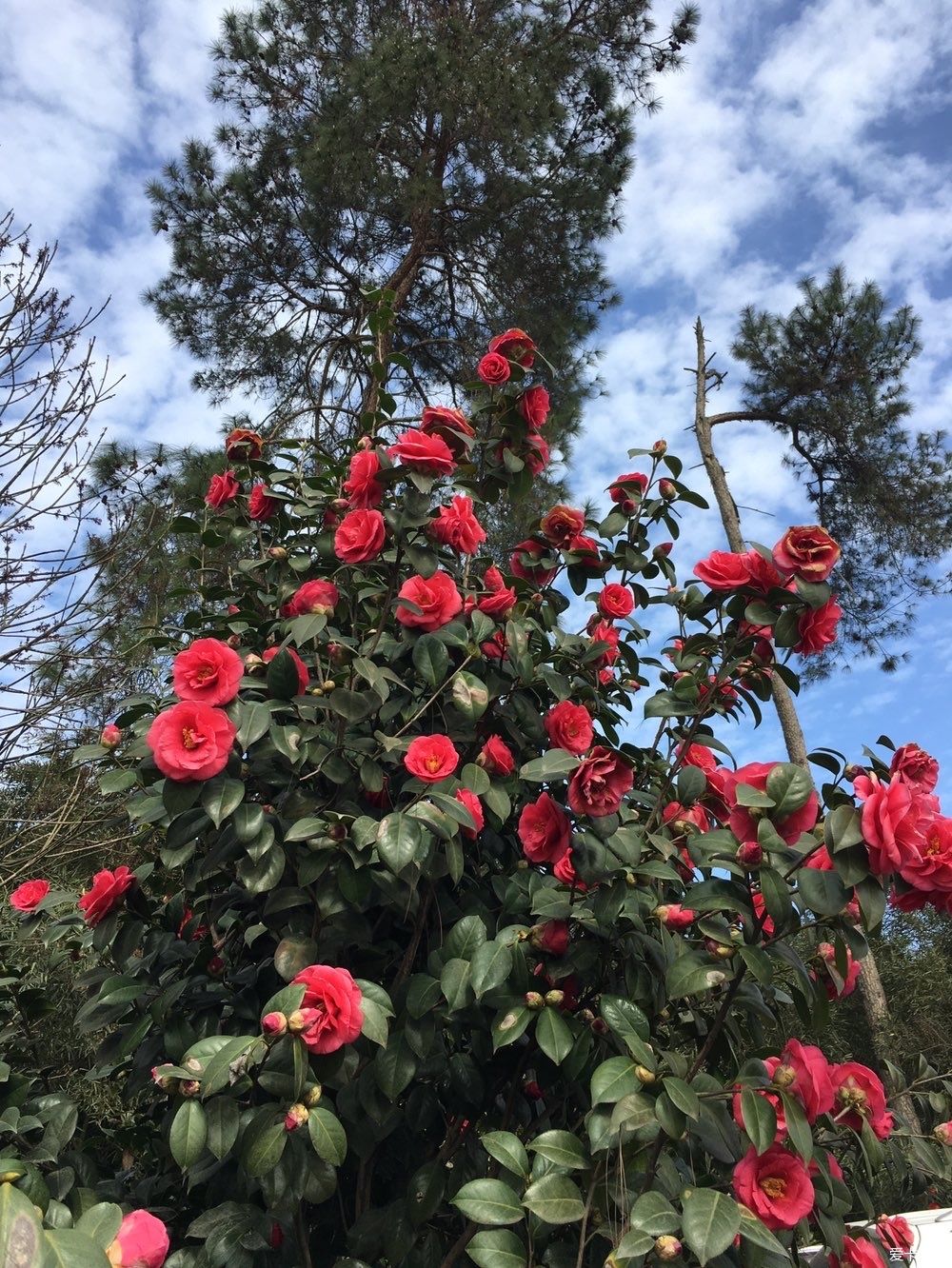 花开|春到明月村