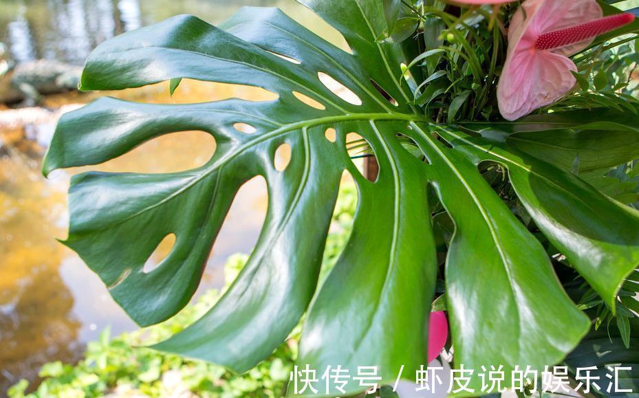 龟背竹养花方法,做好这几件事,轻轻松松让它旺盛生长