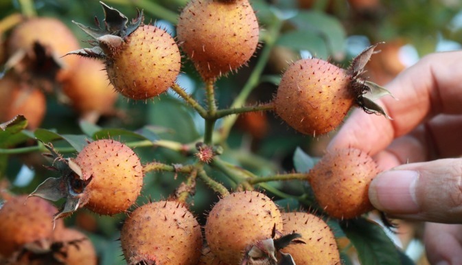 刺梨|几种野果已经不多见了,全吃过的估计都成家了!