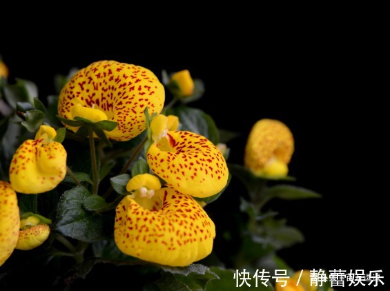 此花开花时花型独特，是一种能够送财的花，代表着财源滚滚