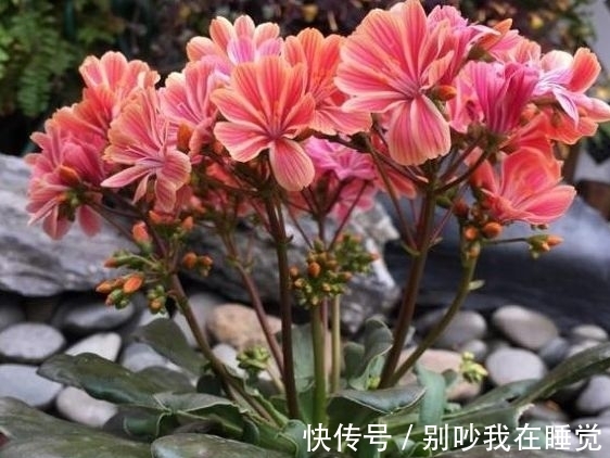 农历10月19小雪后,养什么花?以下3种花,时乃日新三阳开泰