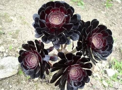  要注意|多肉黑法师养不好？牢记此3点，叶片乌黑光亮，轻松出状态！