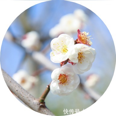 赏景啦!新年添喜色,西昌湿地公园梅花绽放