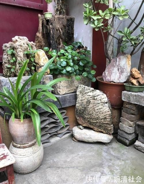 绿植|花卉、绿植、盆景、蔬菜,如果有自己的院子你更愿意养哪一种?
