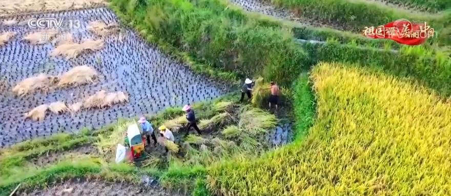 酉阳县|【祖国颂·美丽中国】重庆酉阳：漫山铺金美如画，万亩梯田丰收忙