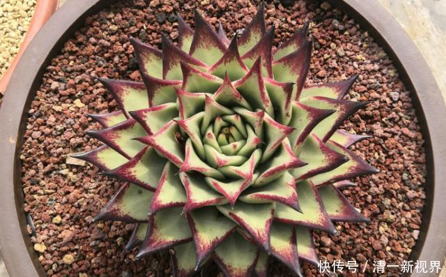 提醒肉友换盆土,你弄清楚什么时候动手合适,如何操作了吗