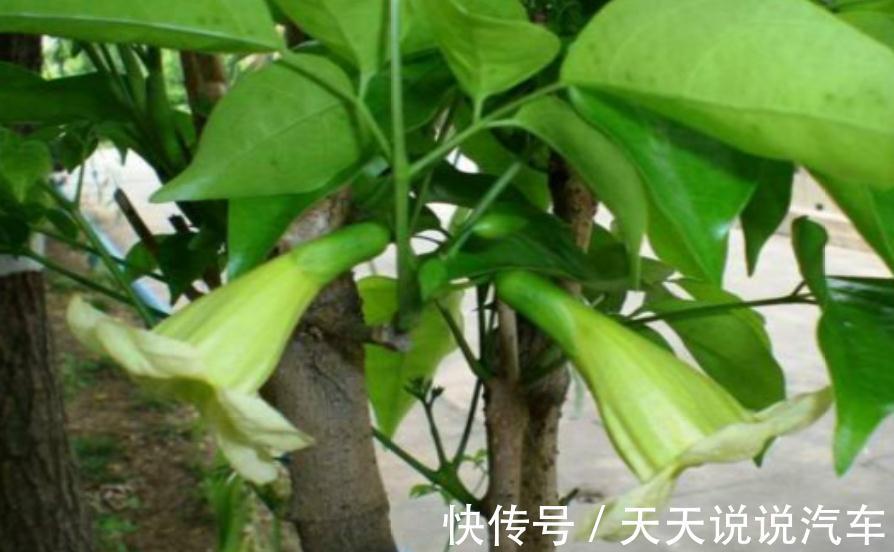 幸福树应该怎么样养,怎么才能让杆变粗