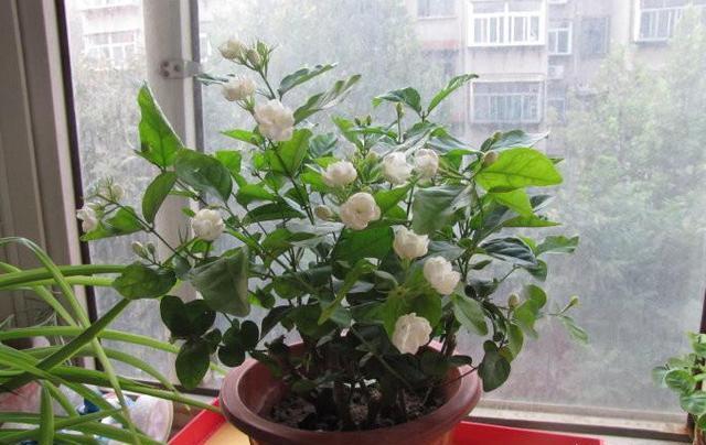 养花生虫,做好“预防”最重要,此“杀虫利器”埋一点,太好用了