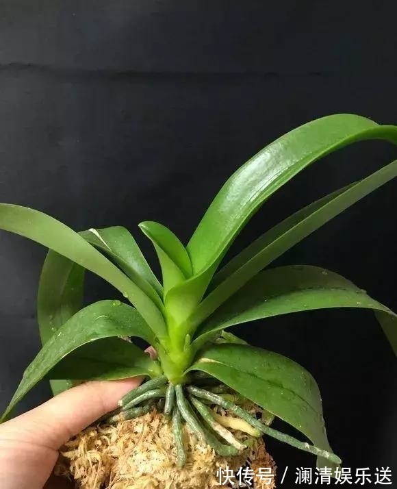 修剪|出门最容易“捡到”的5种花,拿回家剪几刀,不花钱成好看盆栽