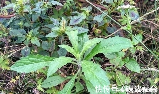 中草药|农村一种野草，农民很讨厌，却是极品中草药，止血效果非常好