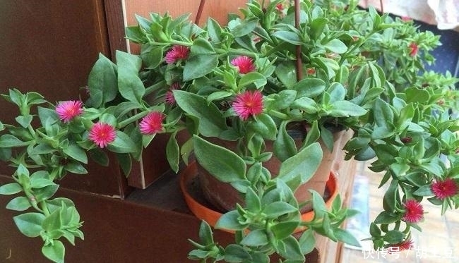 施肥|这花名字里面带有牡丹，花开艳丽，家庭怎么养殖呢