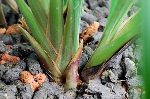  兰花|预防兰花消苞正当时，南北侧重点不同，6大原因，1招解决