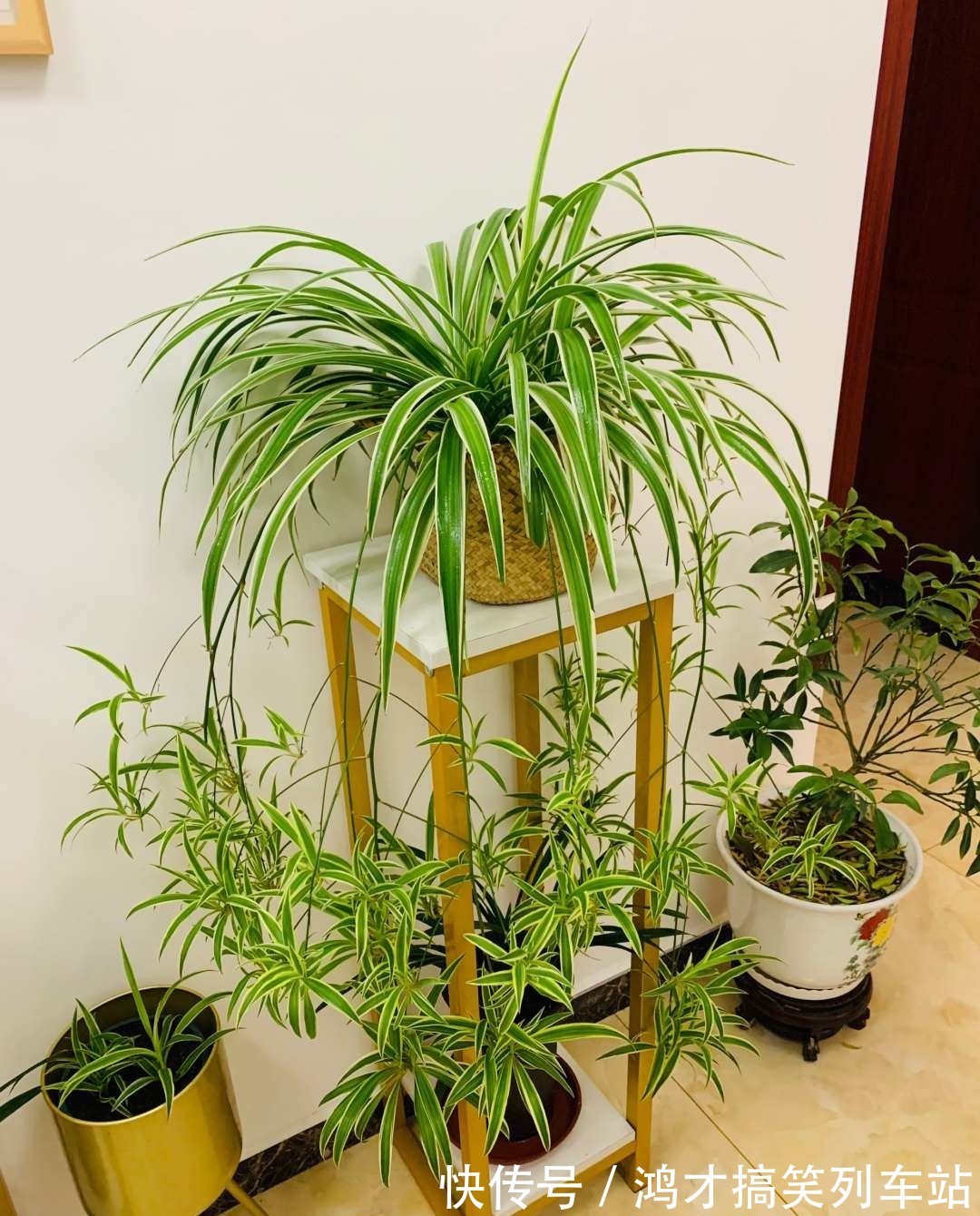 这6种花，是净化空气的小能手，为了健康，家里一定要放一盆