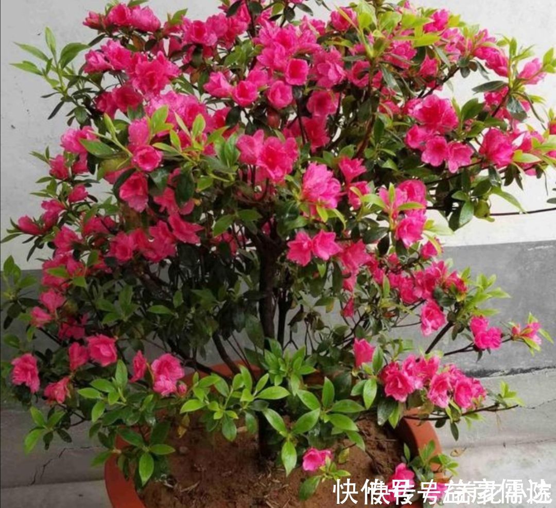 茉莉|3种喜酸性的花,容易出现黄叶子,要勤浇“酸水”