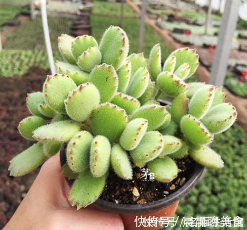花肥|最厉害的养花营养液给多肉植物喝一勺，新叶呼呼长，不比花肥差
