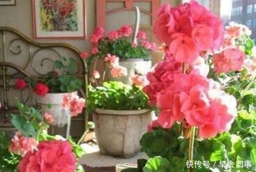 漂亮的花朵|养这6种花,家里全年都是“小花园”,花朵一茬又一茬的开!