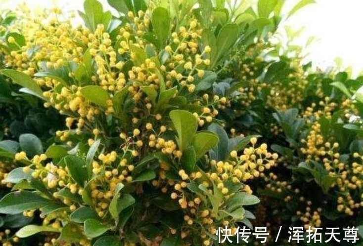 米兰花|4种花好养易活，旺财又养人，花朵迷人，阵阵花香