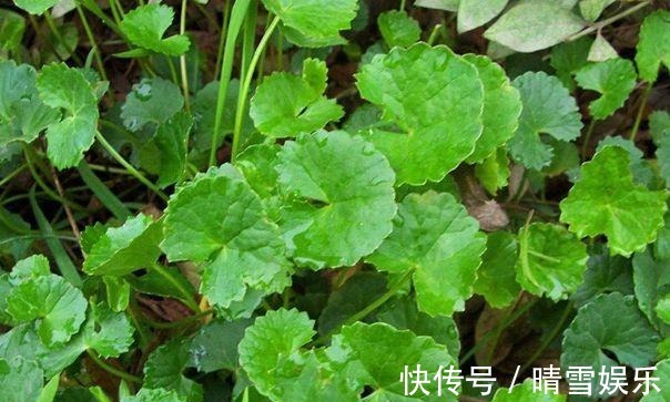 这野草叶片有裂缝，长相似铜钱草，却更受欢迎，炖鱼味道鲜