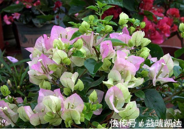 三元复合肥|什么淘米水、啤酒水,都不如1勺颗粒,浅埋盆土里,根壮叶肥