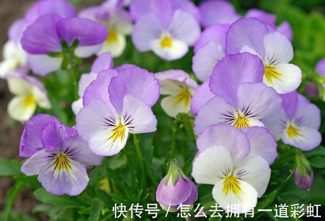 喜欢在家中养护花卉,就选择花期长,花色丰富,花色艳的5种花卉