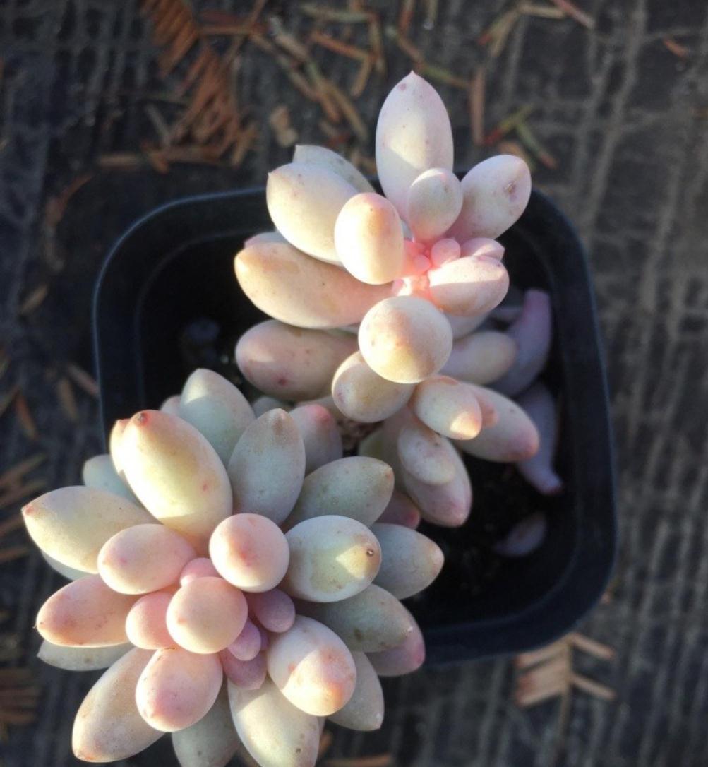 养死多肉的八大误区,新手都在犯,掌握好多肉轻松爆盆出状态