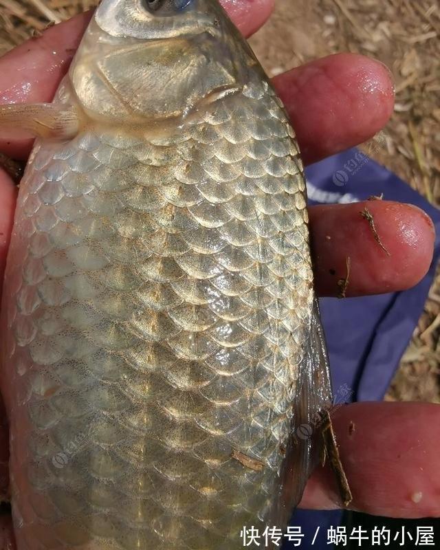 时节|秋季钓鲫鱼与天气的关系浅析