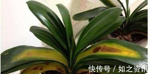 此3种花太好养,就算黄叶了,剪成秃头,很快就能长出绿油油叶子