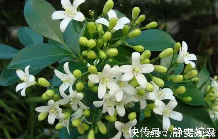 九里香|4种花是“开花大户”,家里养一盆,芳香四溢,年年长势旺