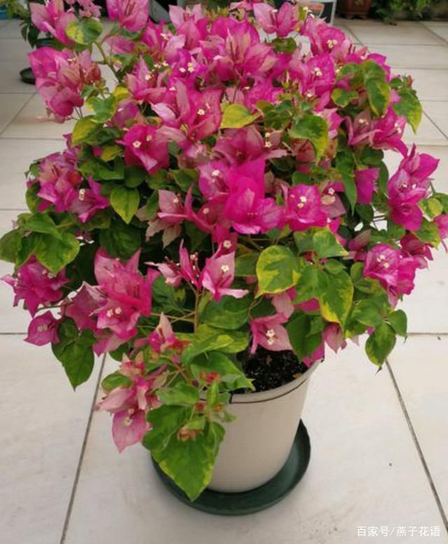 三角梅夏天不爱开花?做好这三点养护,高温天气也能花开满枝