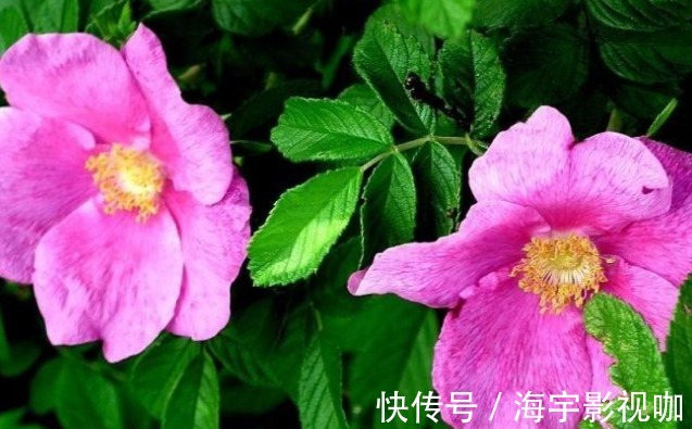 蒲公英水|17岁女生因一壶蒲公英水,送入医院,提醒蒲公英泡水有4大禁忌