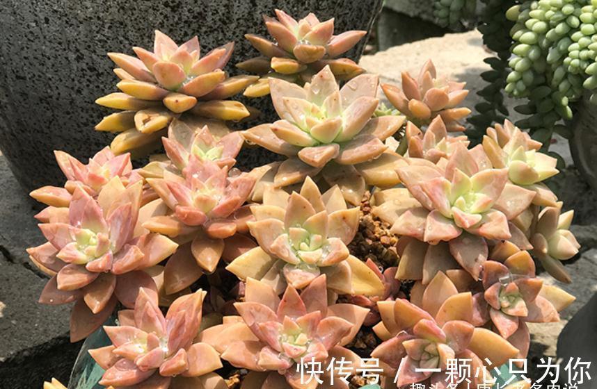 布丁|橙色恋人——叶形像胧月,颜色像布丁的多肉,我觉得你多半没养过