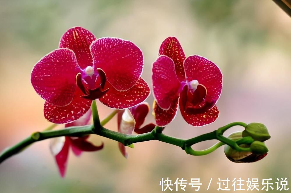 花友们|这3种花养一盆就上瘾,枝条贼好扦插,一盆能生好几盆