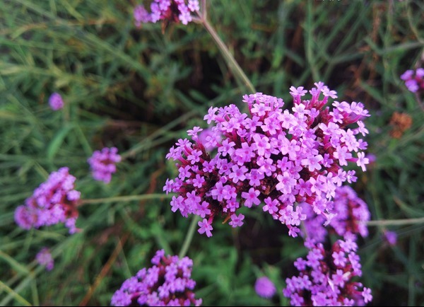 马鞭草怎么养护开花多以下3个方面多注意,马鞭草开花轻松爆盆