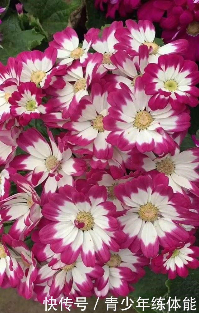 花市大捡漏，10种花现在买特合适，养一养就爆盆！