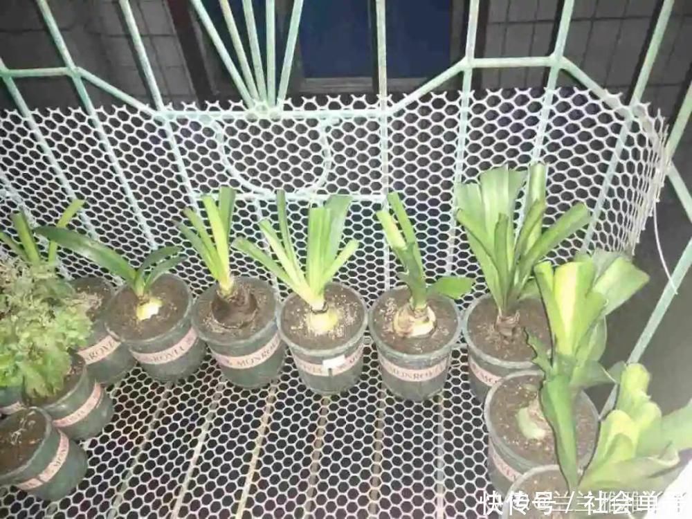 营养液|朱顶红埋土里,如何能年年开花,球变大、变多?