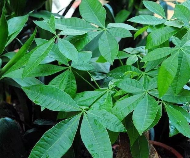 维生素、阿莫西林,秋季盆栽花草用一些,病虫害少很多!