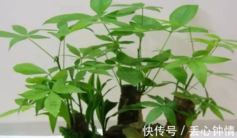 发财树烂根、叶片枯黄耷拉,养花人别灰心,调整这2点就好了