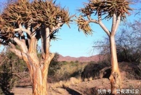 南非最“神秘”沙漠：一年有2个月会变成花海，只因有“它”存在