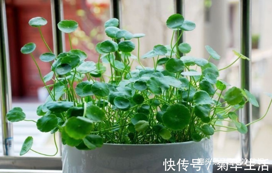 新手|这五种喜欢水的植物,随便浇水都不怕,适合新手养