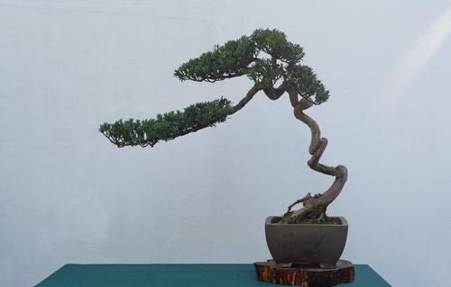 盆景造型优劣，首看根盘，这3个操作的经验，让你创作出优质根盘