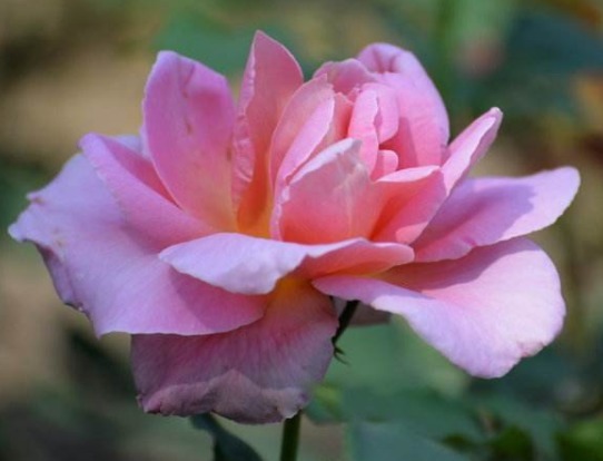 喜欢养花,不如养盆月季,花朵柔美高雅,轻松建造温馨花园