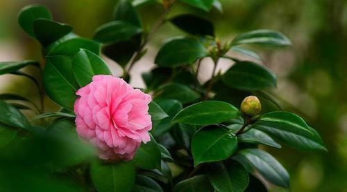 娇艳|此3种花生长环境很特殊,就喜欢酸性土,长得欢开花多,花色娇艳