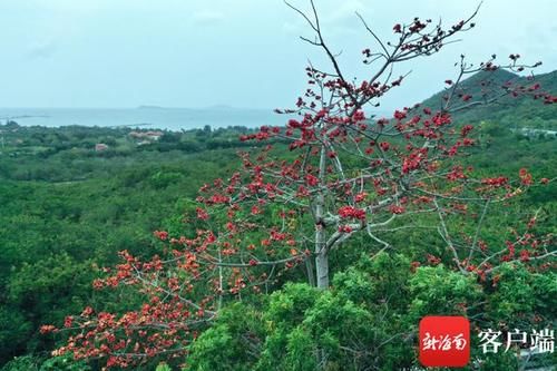 原创组图丨三亚：木棉花开 春到技头