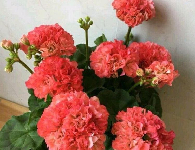 最适合新手养的3种花,个个是“爆花王”,轻松开成花园!