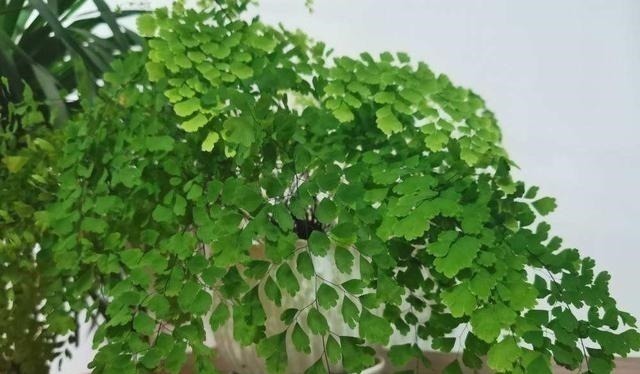 耐阴花|12种耐阴花,适合养在卫生间里,光不好也能呼呼长!