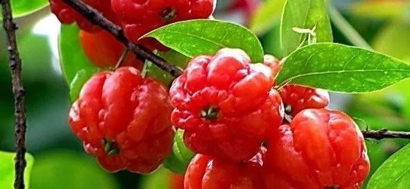 草莓|世界上最贵的水果,吃过3种以上的都是土豪啊