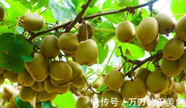 零食|立秋后，每晚當零食吃兩個，美容養顏，防癌降血壓，常吃顯年輕！